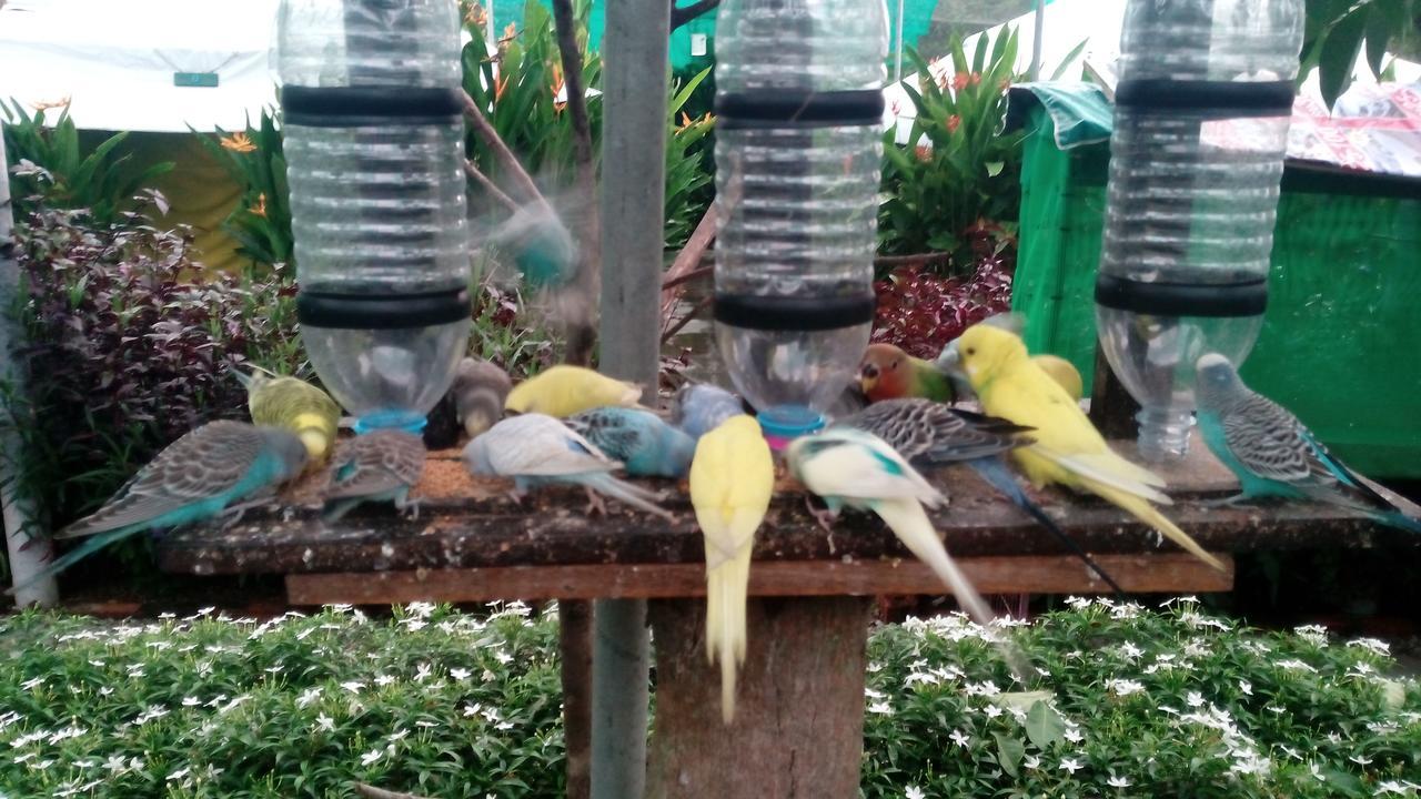 Villa T Garden Pantai Cenang  Exterior foto